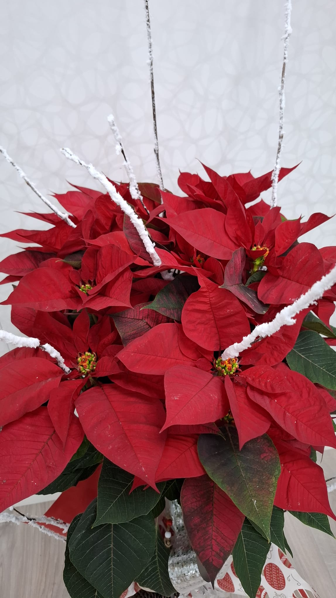 Flor de pascua - Imagen 3
