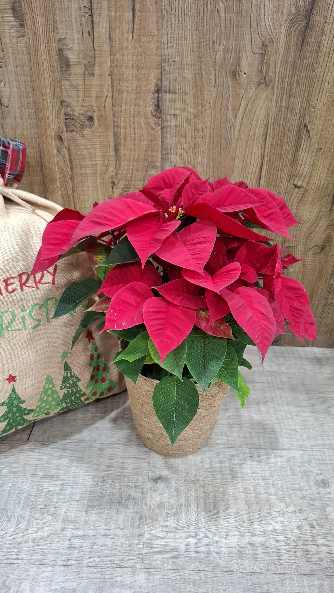 Flor de pascua - Imagen 2